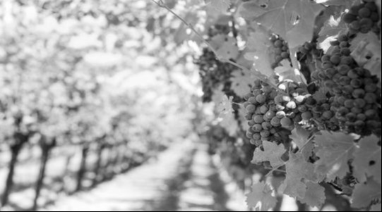 Winery